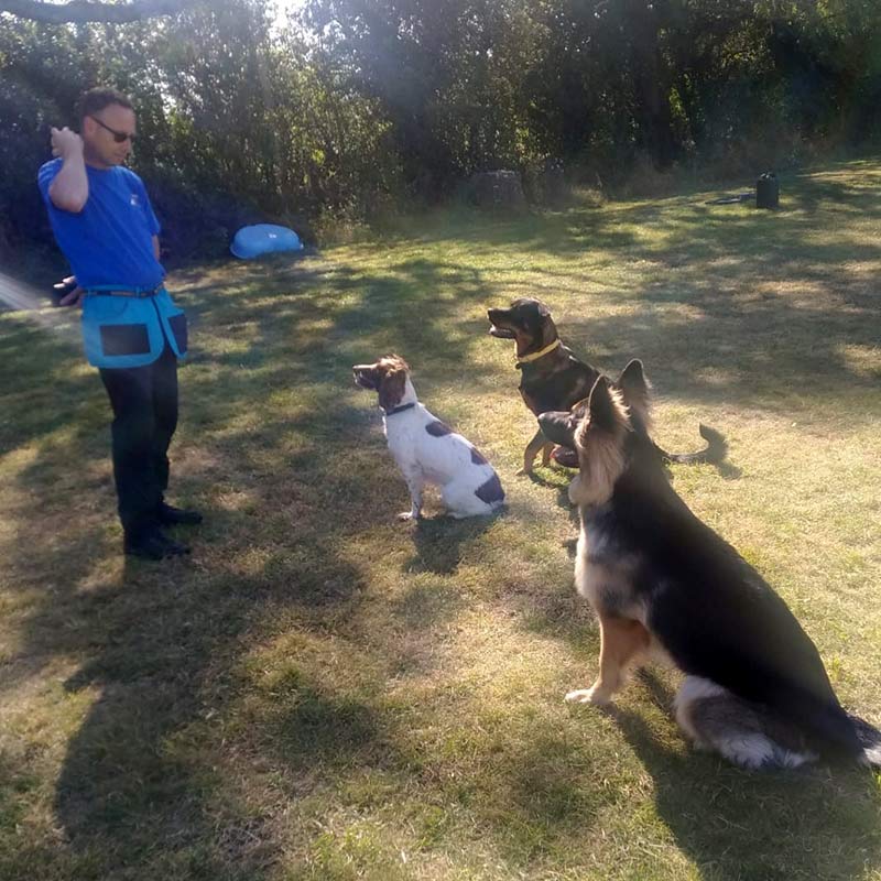 HalfDay Dog Training Session in Tring, Hertfordshire K9 Recall
